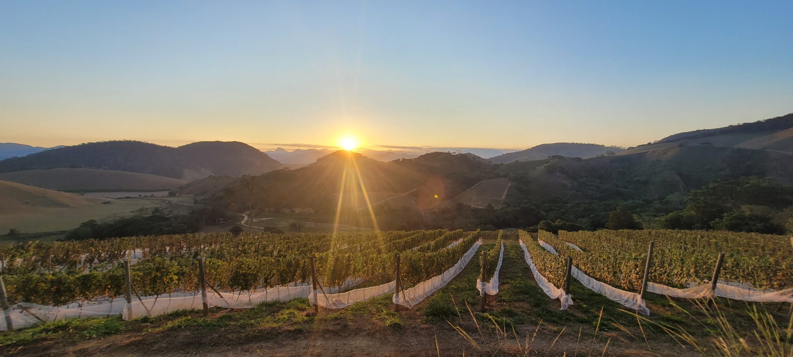 Vinícola Campo de Estrelas