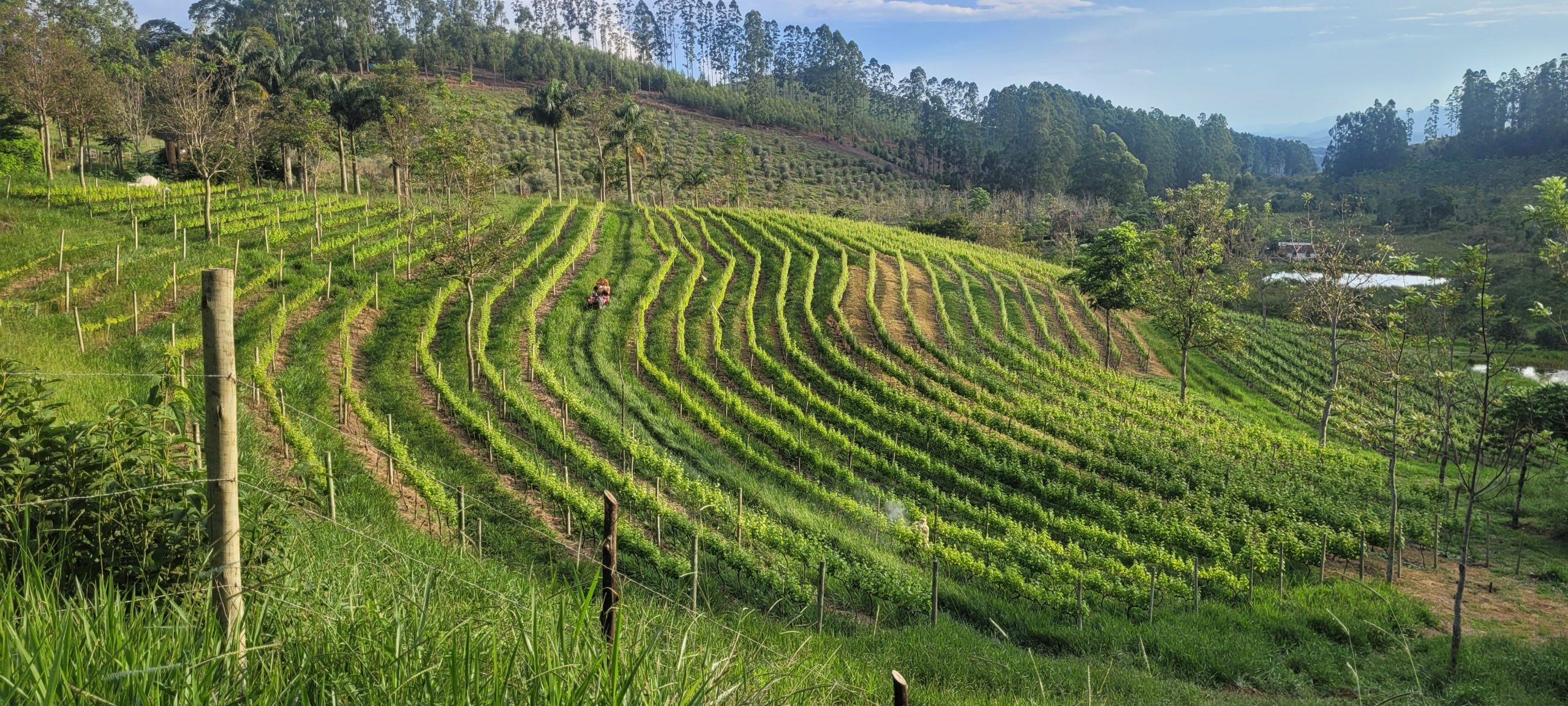 Vinícola Alto do Gavião