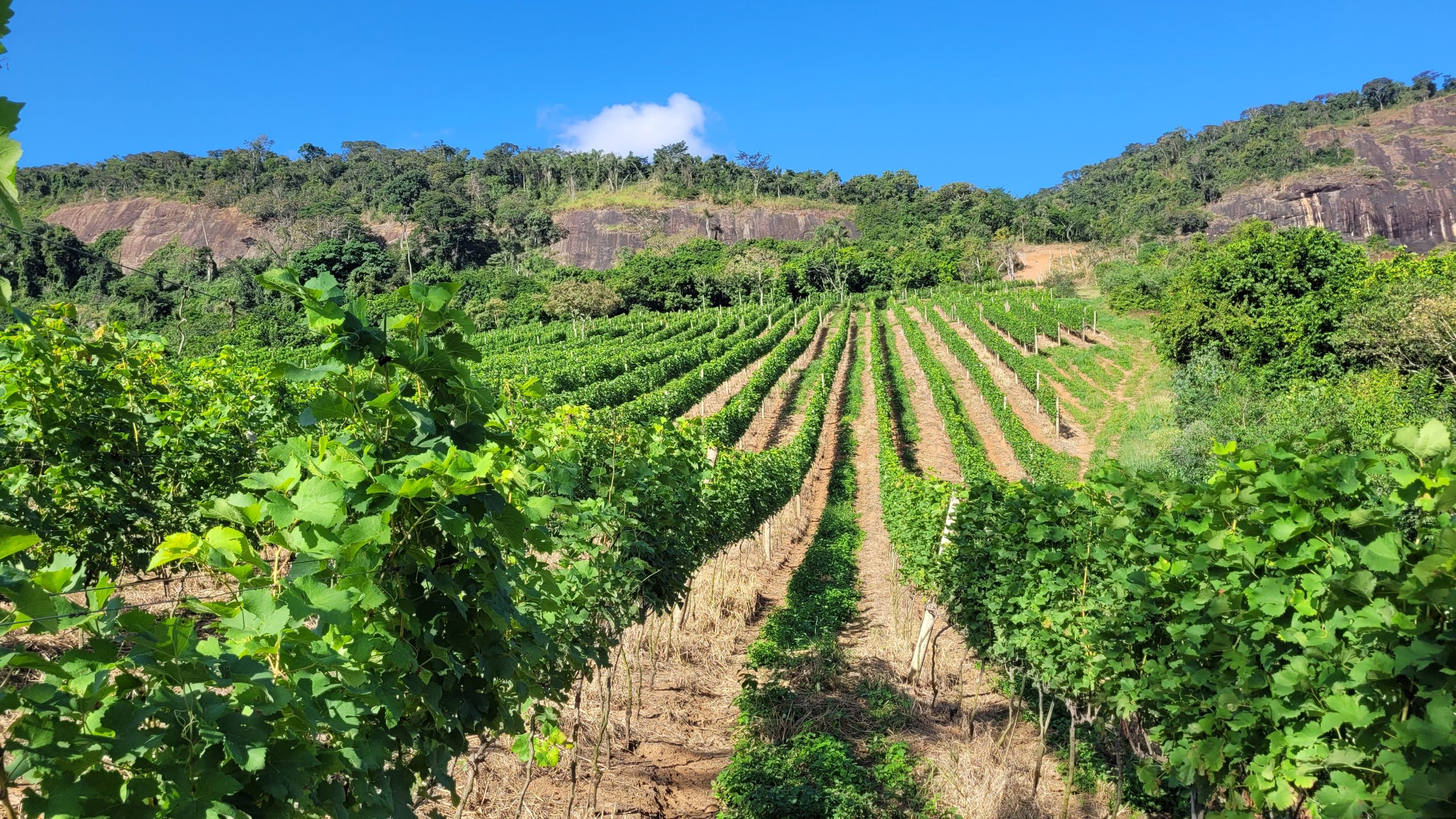 Vinícola Campo de Estrelas