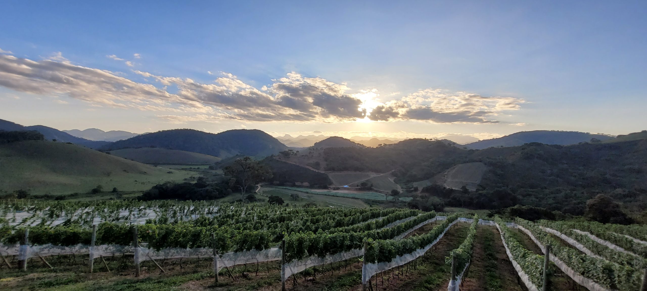 Vinícola Campo de Estrelas