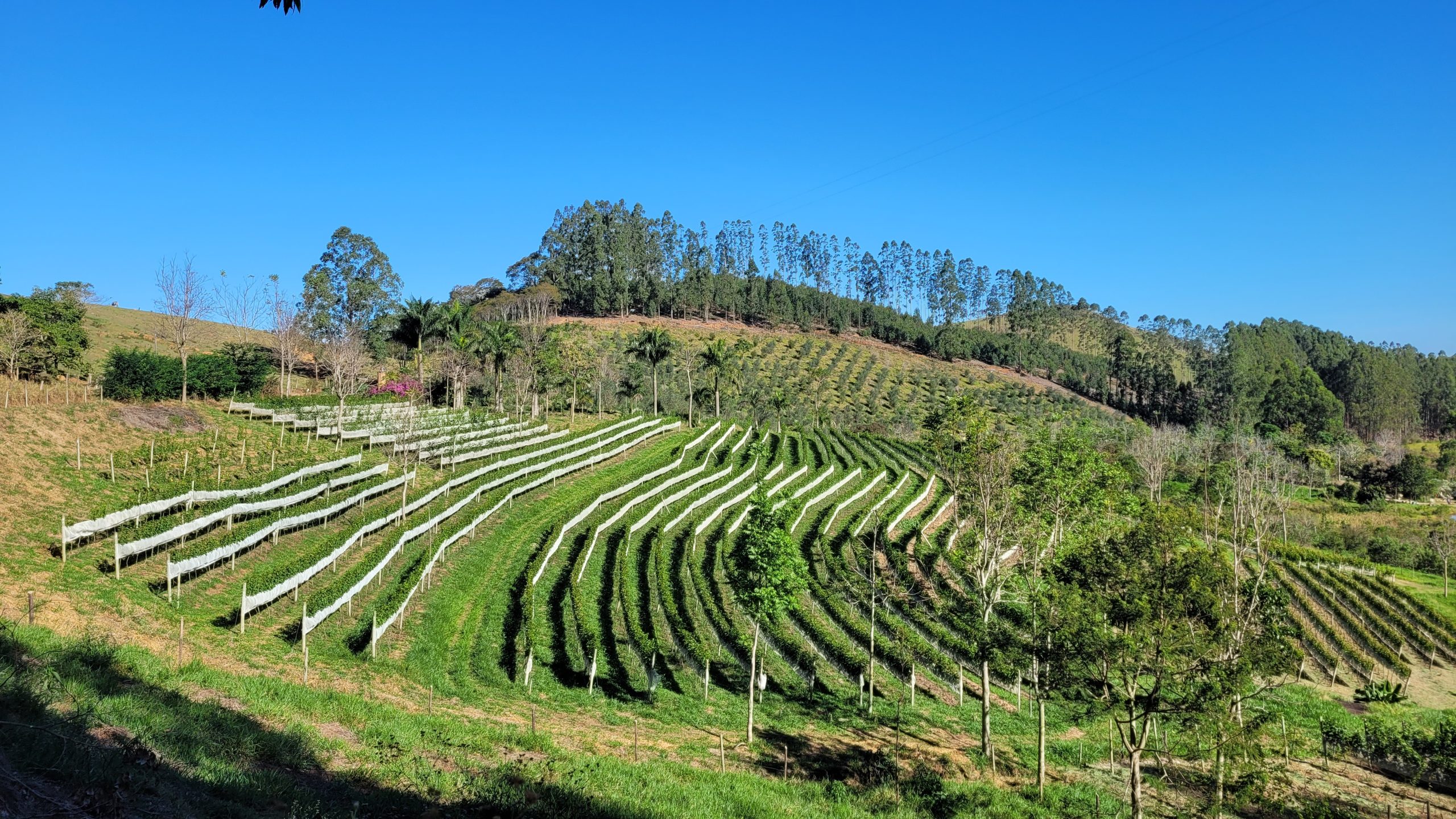 Vinícola Alto do Gavião