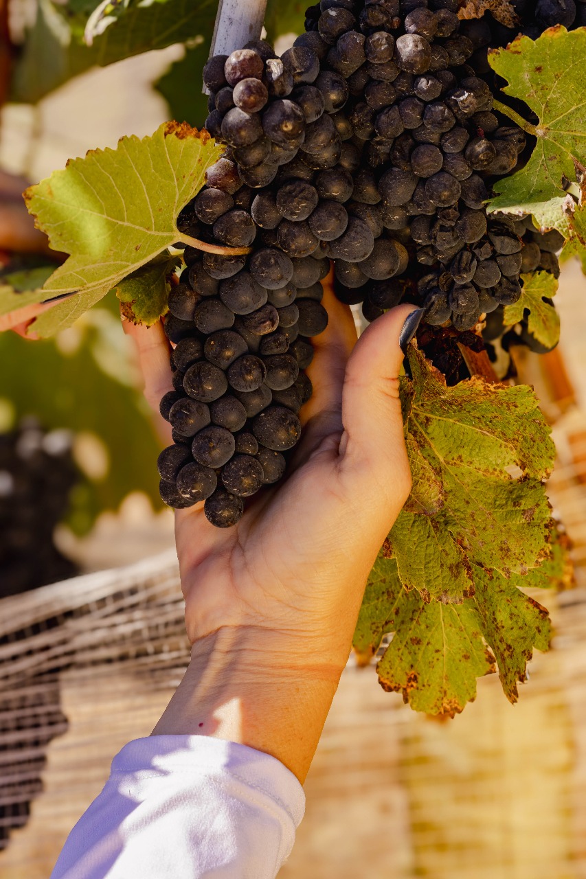 Vinícola Boutique Quinta de Glaura